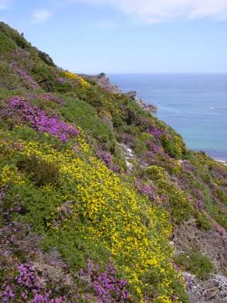 landes fleuries, Erquy