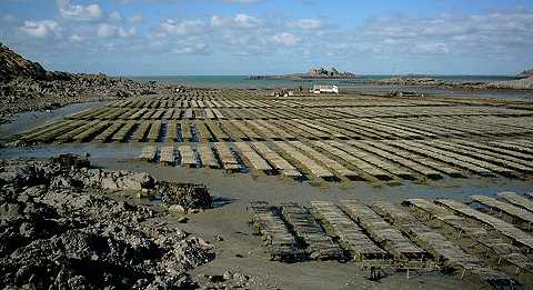 parcs  hutres de Saint-Jacut de la Mer