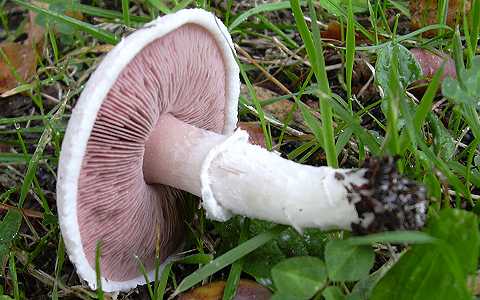 agaric champêtre, agaricus campester