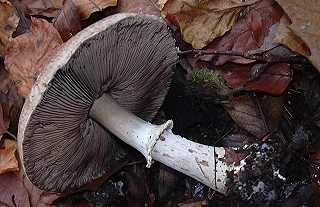 agaric des forts, agaricus silvaticus