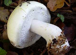 agaric des jachres, boule-de-neige, ros