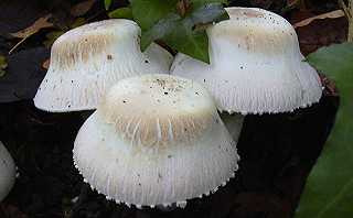 agaric jaunissant var. grise, agaricus xhantoderma var. griseus