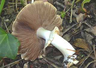 agaric mlagre, agaric pintade, agaricus praeclaresquamosus