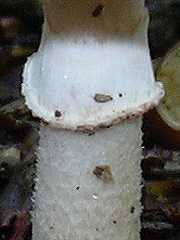 anneau de champignon