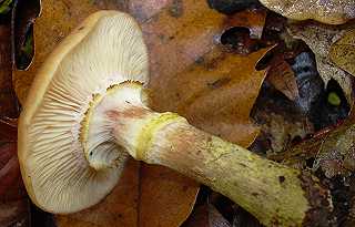 armillaire bulbeuse, armillaria gallica