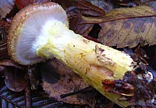 armillaire moutarde, armillaria sinapina