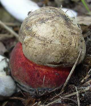 bolet  beau pied, boletus calopus