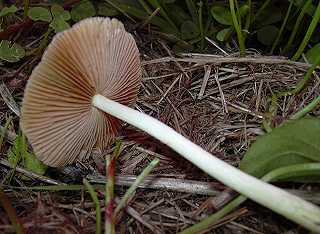 bolbitie jaune d'oeuf, bolbitius vitellinus