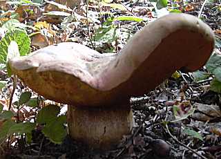 bolet blafard, boletus luridus
