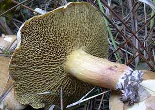 bolet des bouviers, suillus bovinus
