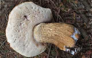bolet amer, tylopilus felleus