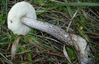 bolet du bouleau, leccinum variicolor