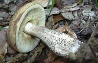 bolet des charmes, leccinum carpini