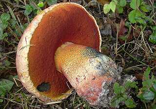 bolet cuivr, boletus luteocupreus