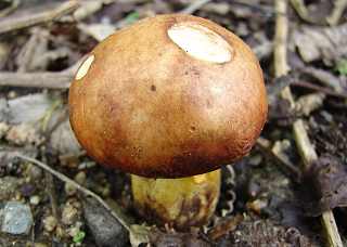bolet granul, suillus granulatus