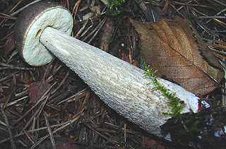 bolet à pied rigide, leccinum rigidipes