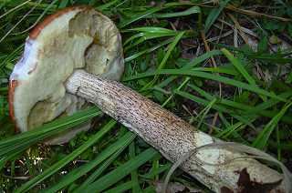 bolet renard, leccinum vulpinum