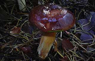 bolet bai, xerocomus badius