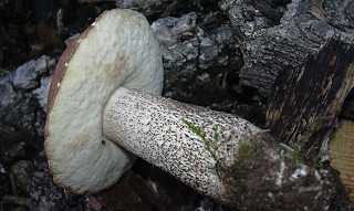 bolet des peupliers, leccinum duriusculum