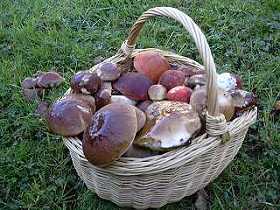 bois  champignons et basidomyctes
