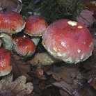 Hypholome couleur de brique