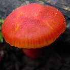 Hygrophore coccin
