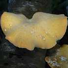 Polypore variable