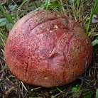 bolet cuivr