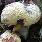 bolet rose-pourpre f. xanthopurpureus