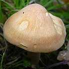 Hygrophore des bois