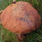 bolet de Quelet