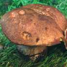 bolet feutr