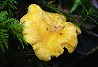 chanterelle, girolle, cantharellus cibarius