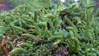 cladonia coniocraea