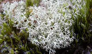 cladonie, cladonia rangiferina