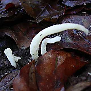 clavaire en forme d'aiguille, clavaria acuta