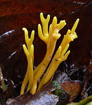clavaire cornicule, clavulinopsis corniculata