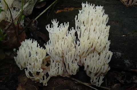 clavaire couronne, clavulinopsis coronata