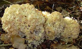 clavaire crpue, sparassis crispa
