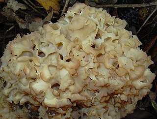 clavaire crpue, sparassis crispa