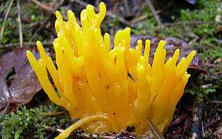 clavaire dore, ramaria aurantiaca