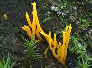 clavaire dore, ramaria aurantiaca