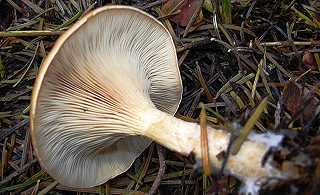 clitocybe invers, lepista inversa