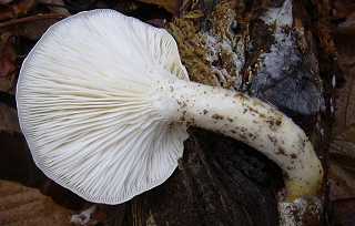 clitocybe ligneux, ossicaulis lignatilis