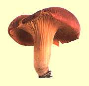 clitocybe de l'olivier, omphalotus olearius