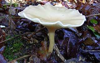 clitocybe jaune, clitocybe splendoides