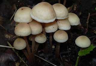 collybie confluente, collybia confluens