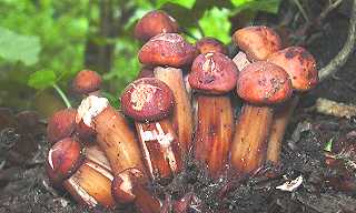 collybie  pied en fuseau, collybia fusipes