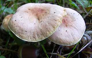 collybie du chne, collybia dryophila