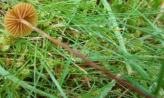 conocybe ambigu, conocybe ambigua